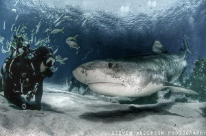 This large Tiger has this divers attention and seeing eye... by Steven Anderson 